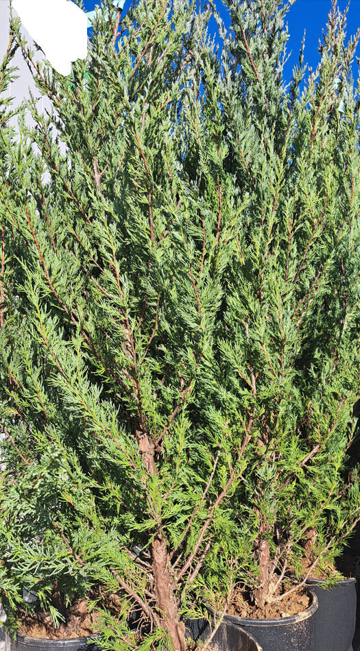 Juniperus virginiana
