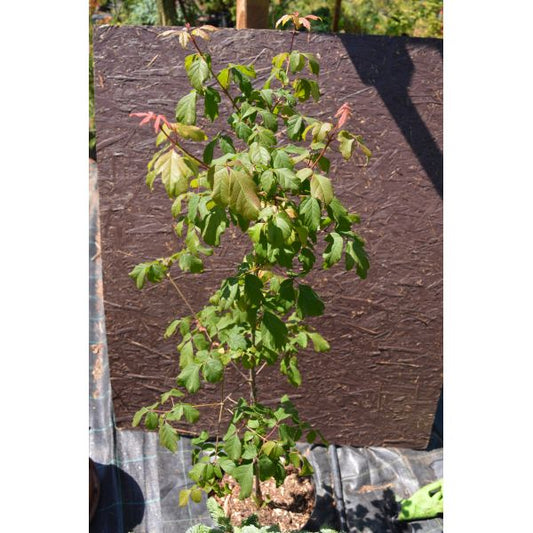 Arțar cu scoarta ca de hârtie - Acer griseum - Paper Bark Maple