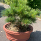 Pinus strobus 'Minima' 50-55cm