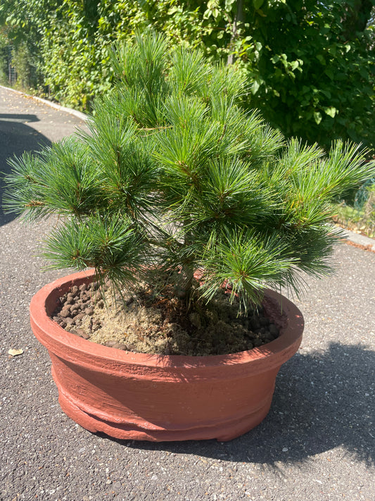 Set  - Pinus strobus 'Minima' 50-55cm cu Ghiveci oval ciment 55 cm latime
