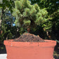 Set - Pinus x densithunbergii 'Edsal Wood' + Ghiveci oval ciment latime 50 cm