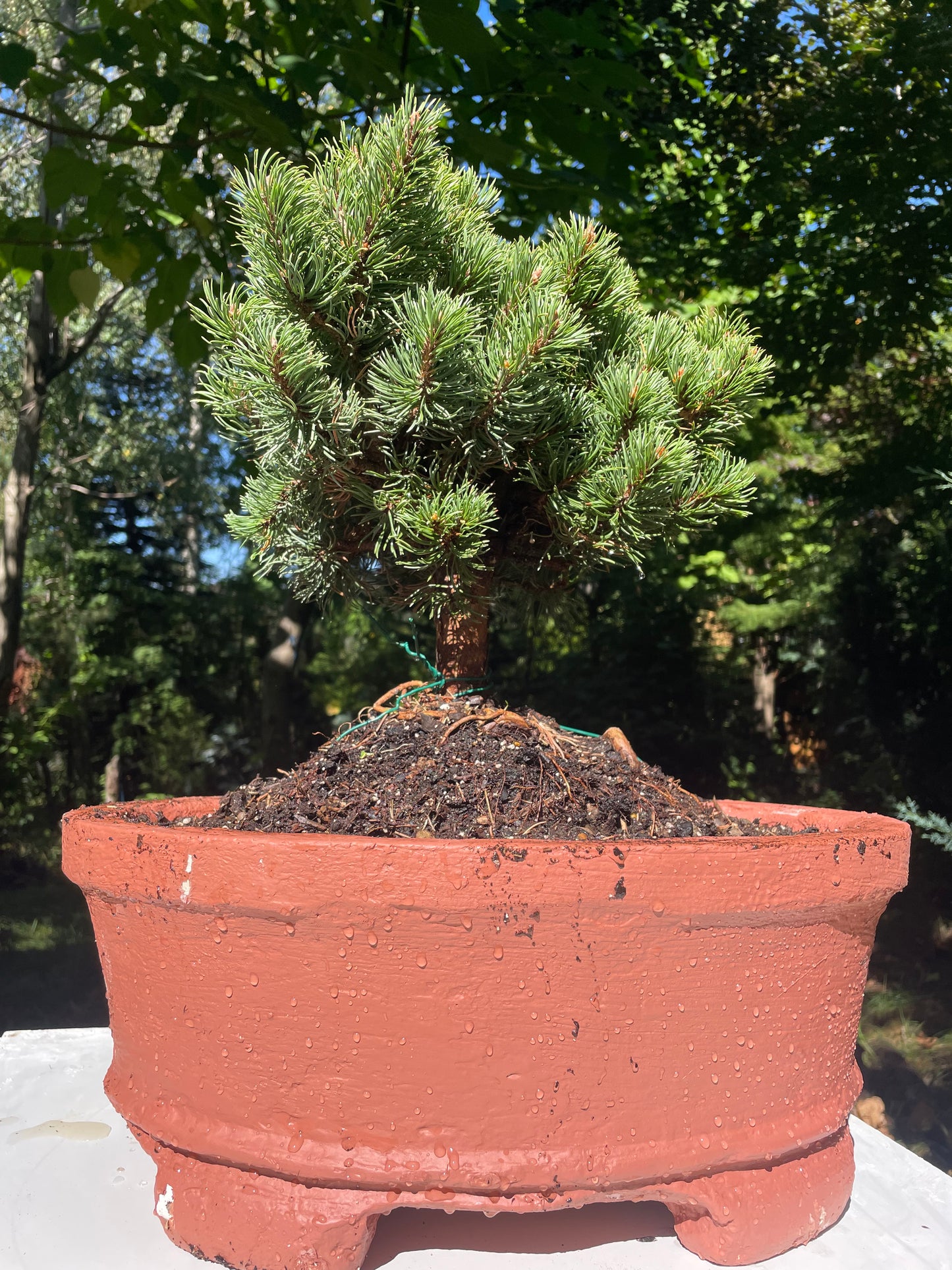 Set - Pinus x densithunbergii 'Edsal Wood' + Ghiveci oval ciment latime 50 cm