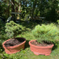 Pinus strobus 'Minima' 50-55cm