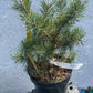 Pinus sylvestris 'Skjak' - 28 cm