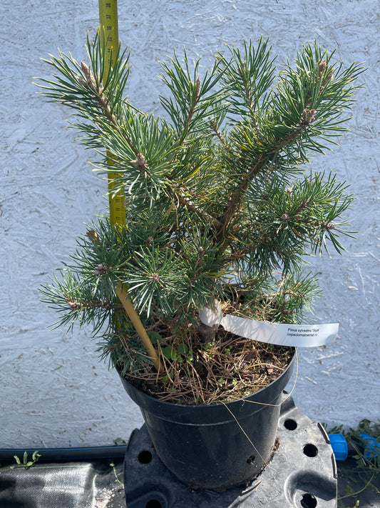 Pinus sylvestris 'Skjak' - 28 cm