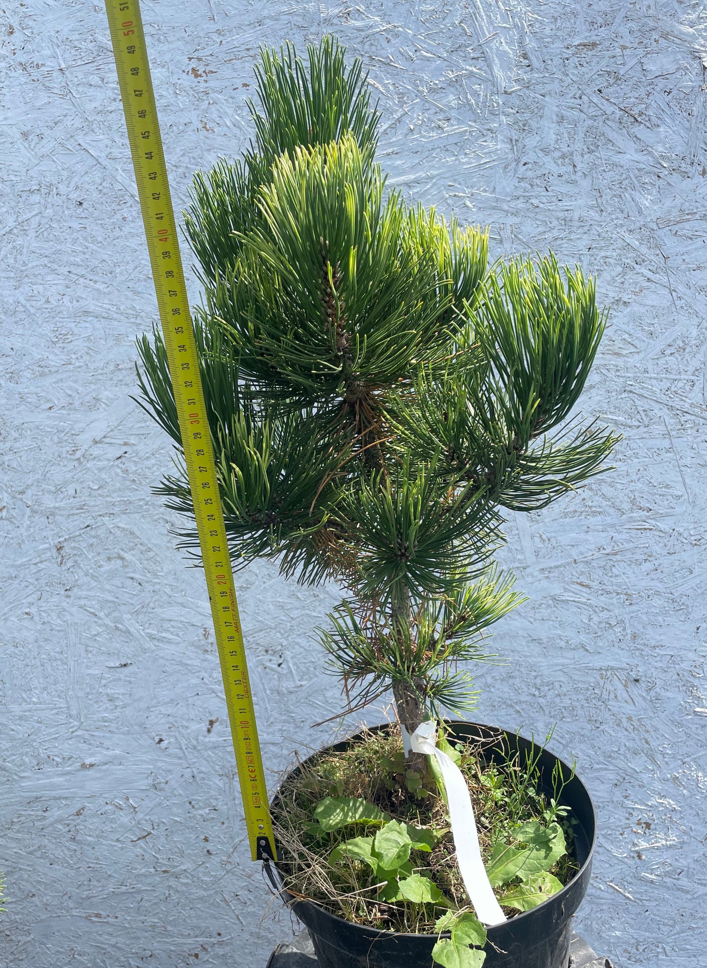 Pinus heldreichii/leucodermis 'White Cloud' - 48 cm