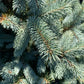 'Brad' Molid argintiu - Picea pungens 'Baby Blue' - 80 cm