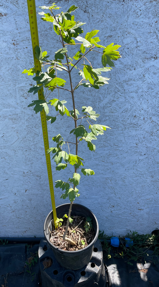 Acer campestre - Jugastru - 80 cm