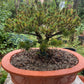 SET Pin alb japonez 'Filip's Blue Diamond' in Ghiveci ciment - Pinus parviflora 'Filip's Blue Diamond'