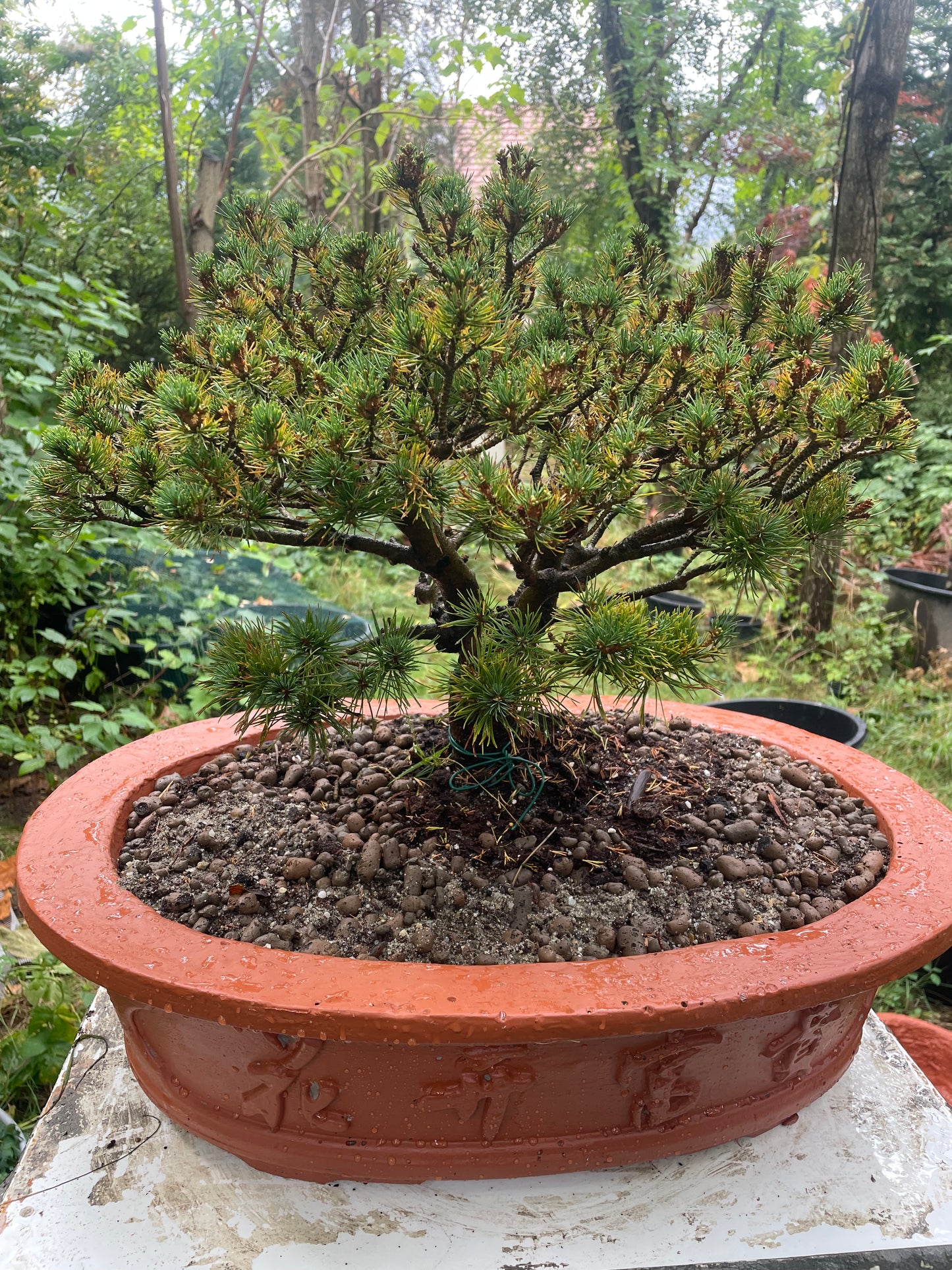 SET Pin alb japonez 'Filip's Blue Diamond' in Ghiveci ciment - Pinus parviflora 'Filip's Blue Diamond'