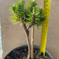 Pinus banksiana 'Manomet' - 20 cm