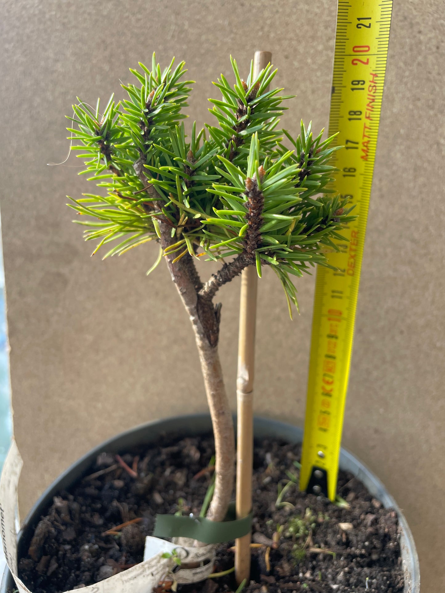Pinus banksiana 'Manomet' - 20 cm