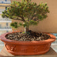 SET Pin alb japonez 'Filip's Blue Diamond' in Ghiveci ciment - Pinus parviflora 'Filip's Blue Diamond'