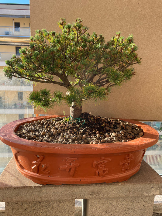 SET Pin alb japonez 'Filip's Blue Diamond' in Ghiveci ciment - Pinus parviflora 'Filip's Blue Diamond'