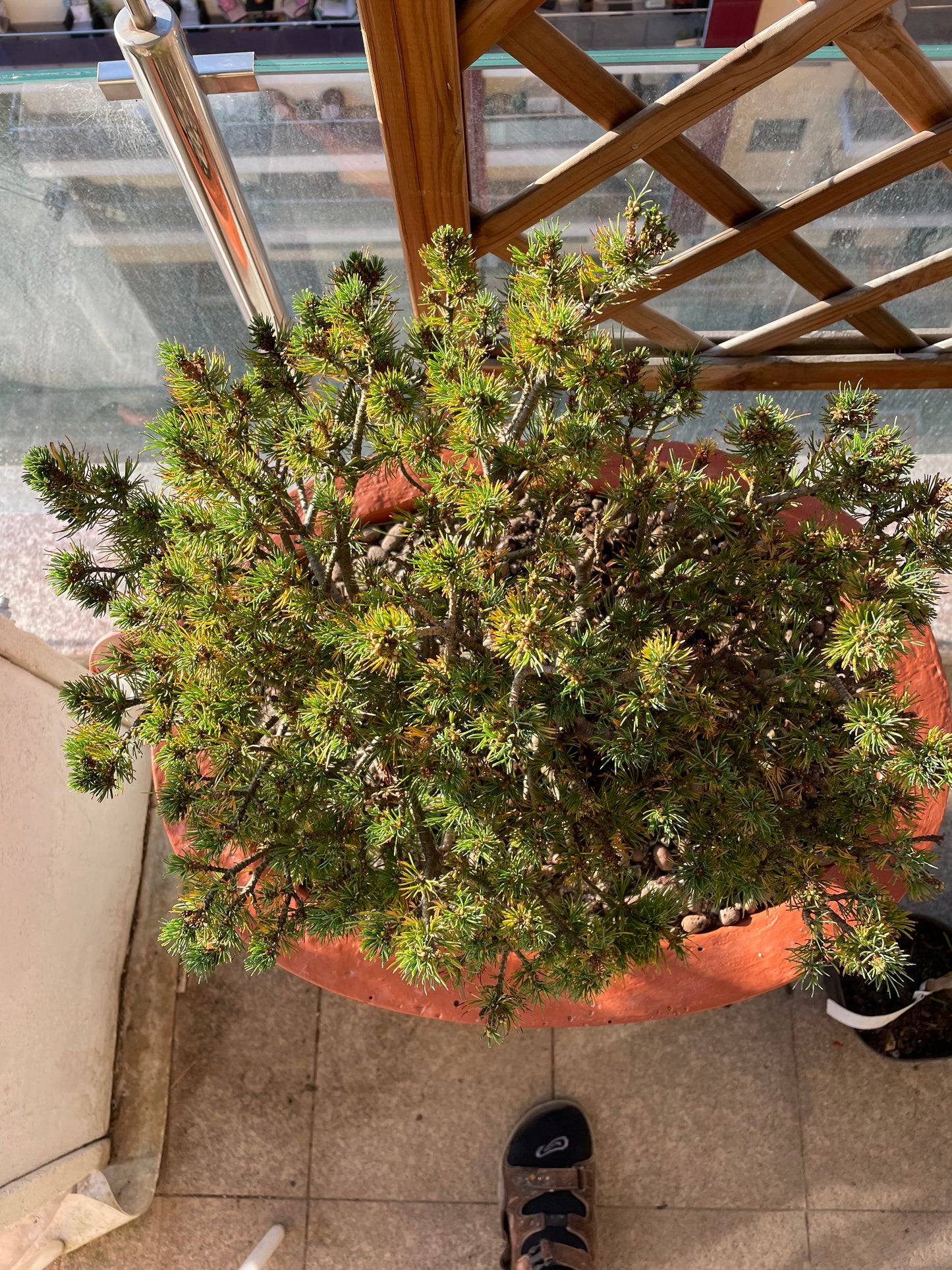 SET Pin alb japonez 'Filip's Blue Diamond' in Ghiveci ciment - Pinus parviflora 'Filip's Blue Diamond'