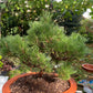Bonsai Pinus thunbergii 'Maijima' - 55 cm