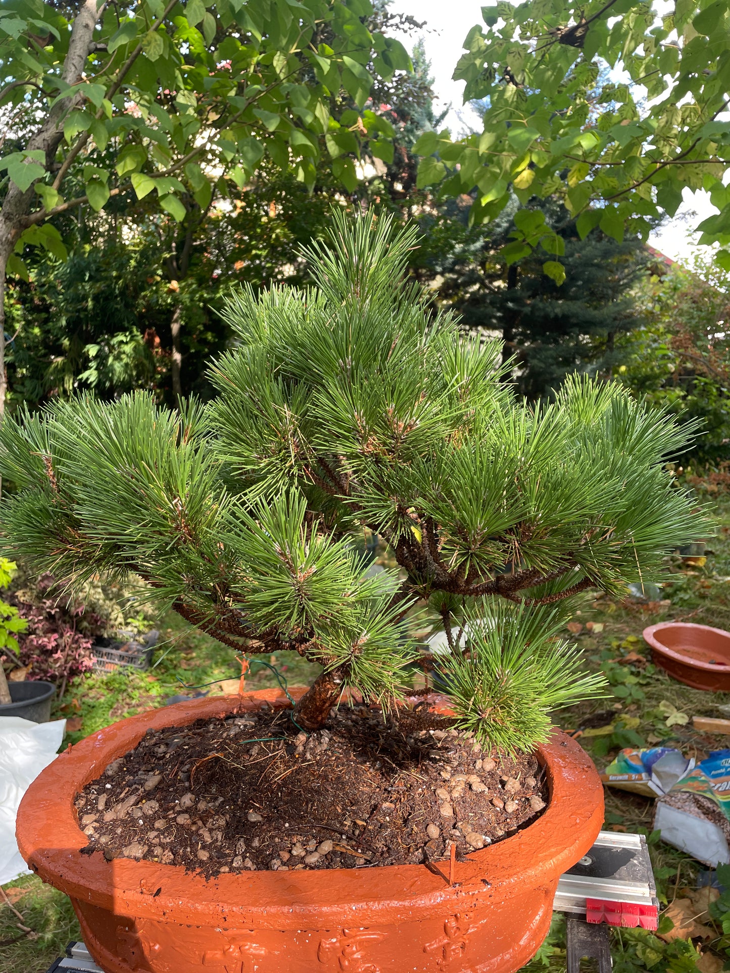 Bonsai Pinus thunbergii 'Maijima' - 55 cm