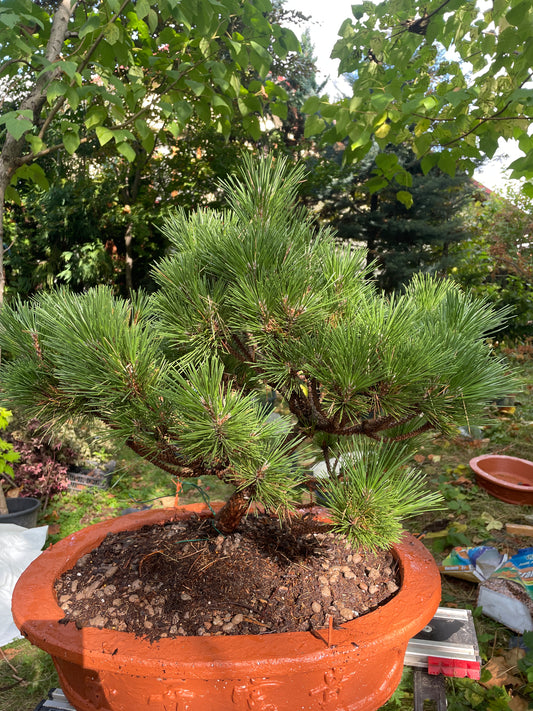 Bonsai Pinus thunbergii 'Maijima' - 55 cm