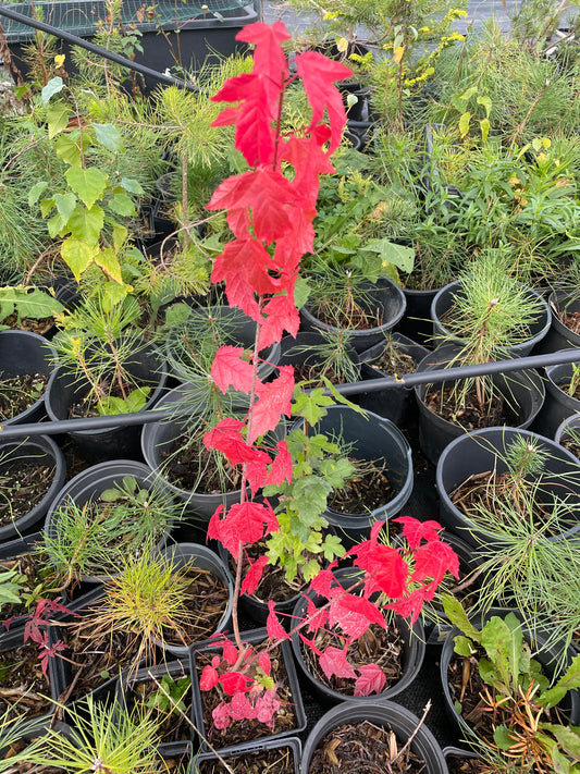 Arțar de Manciuria - Acer ginnala - 50 cm