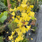 Ginkgo Biloba - 90-100 cm