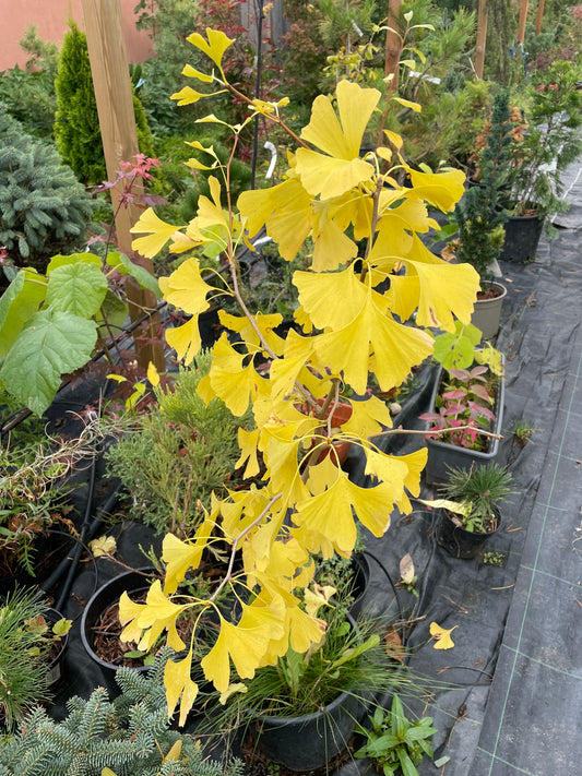 Ginkgo Biloba - 90-100 cm