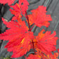 Acer japonicum aconitifolium 75 cm