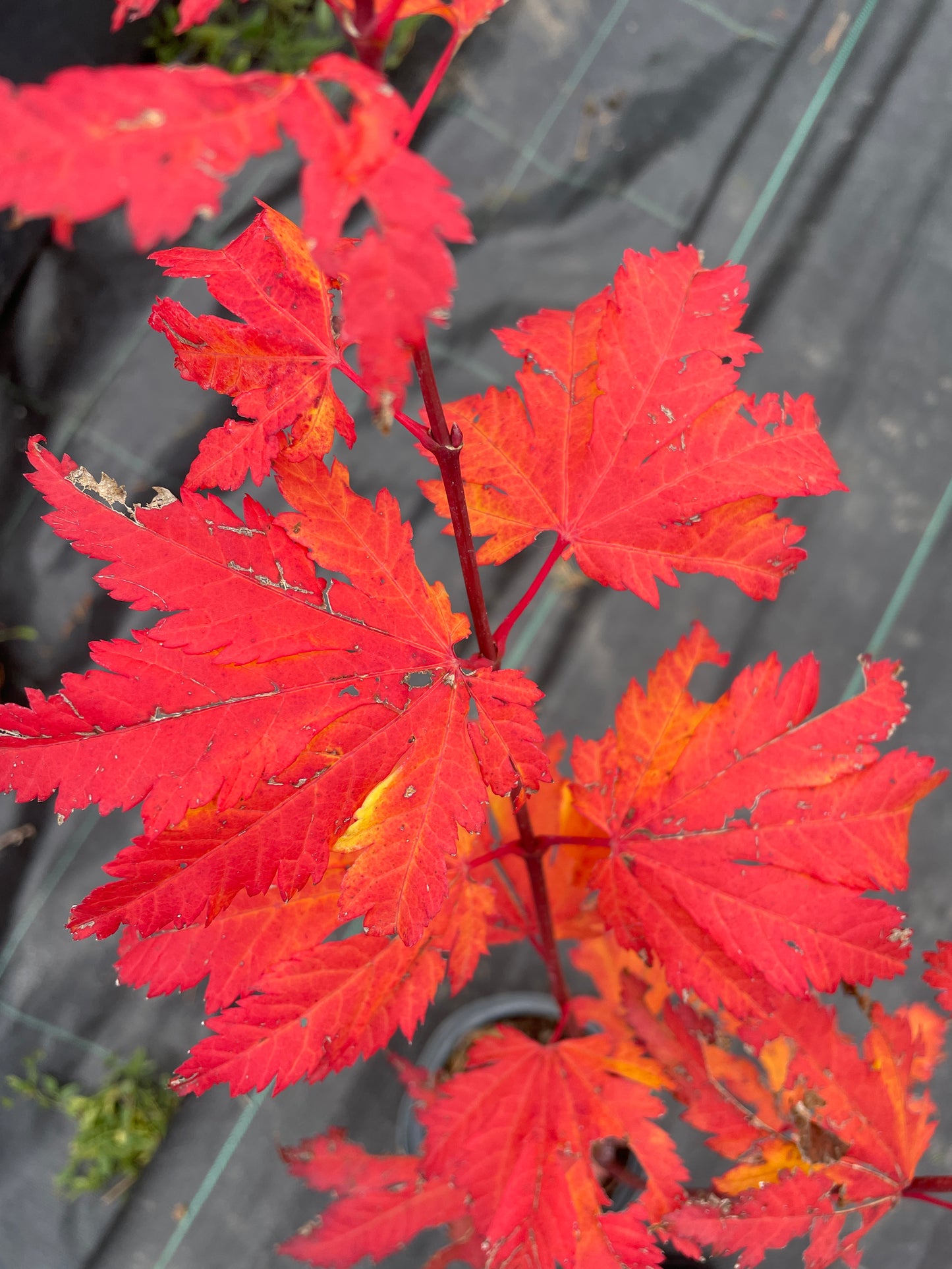 Acer japonicum aconitifolium 75 cm