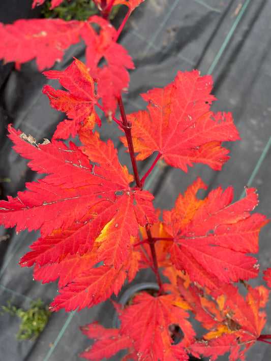 Acer japonicum aconitifolium 75 cm