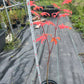 Acer japonicum aconitifolium 75 cm