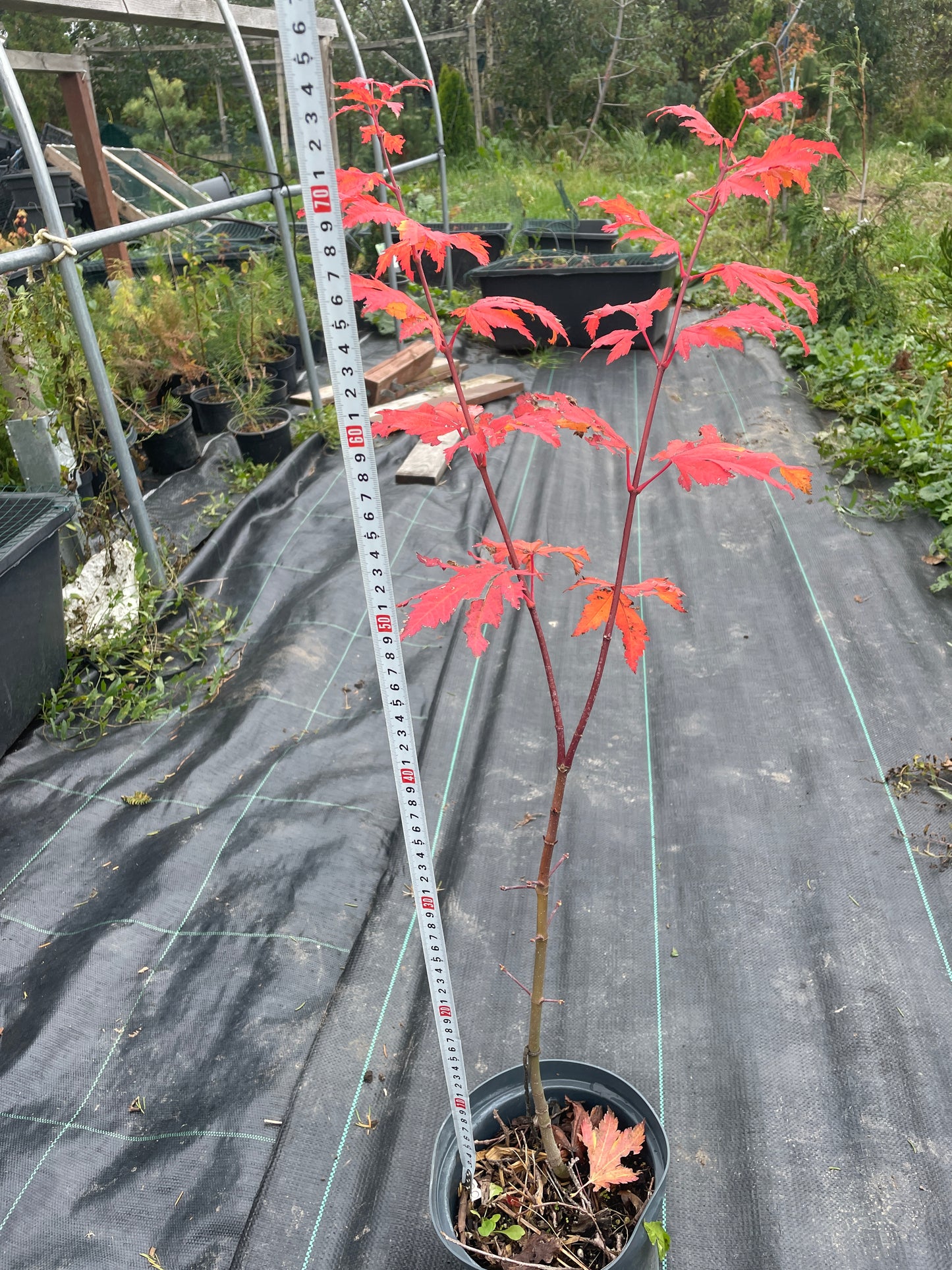 Acer japonicum aconitifolium 75 cm