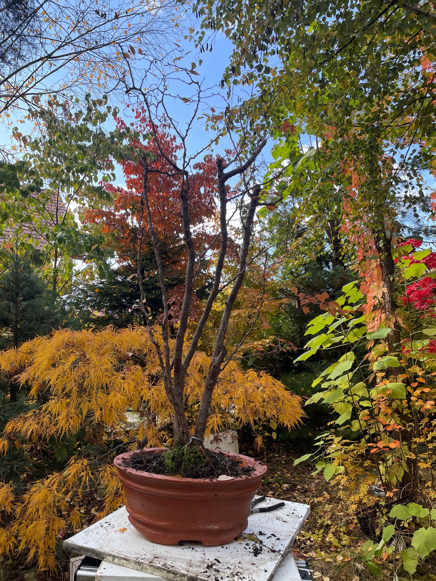 Cires - Prunus incisa 'Kojo-no-mai' - 150 cm