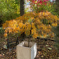 Artar japonez Acer palmatum 'Viridis' 1.6m