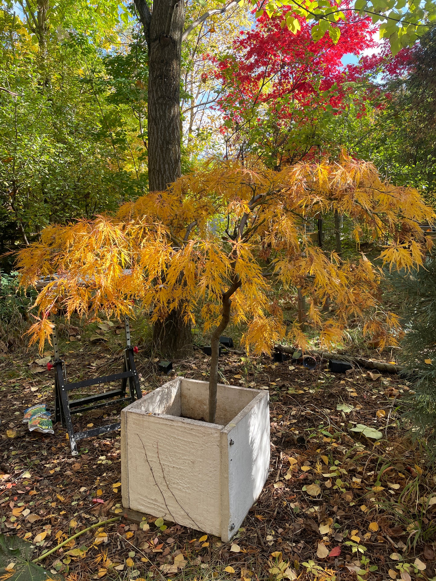 Artar japonez Acer palmatum 'Viridis' 1.6m