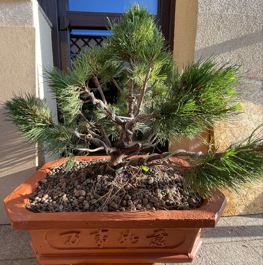 Bonsai Pinus mugo globular 'Varella' - 55 cm