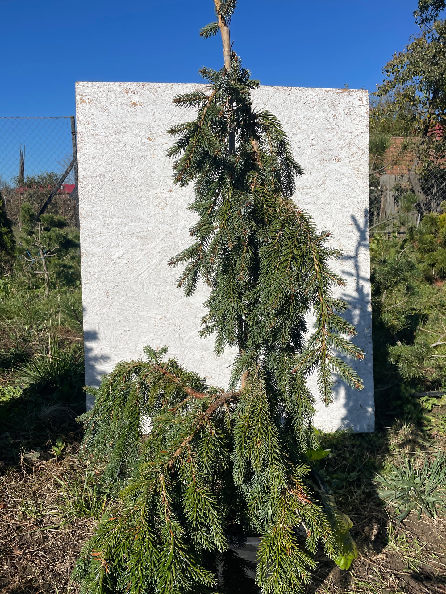 Picea omorika 'Pendula' - 90-100 cm