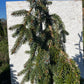 Picea omorika 'Pendula' - 90-100 cm