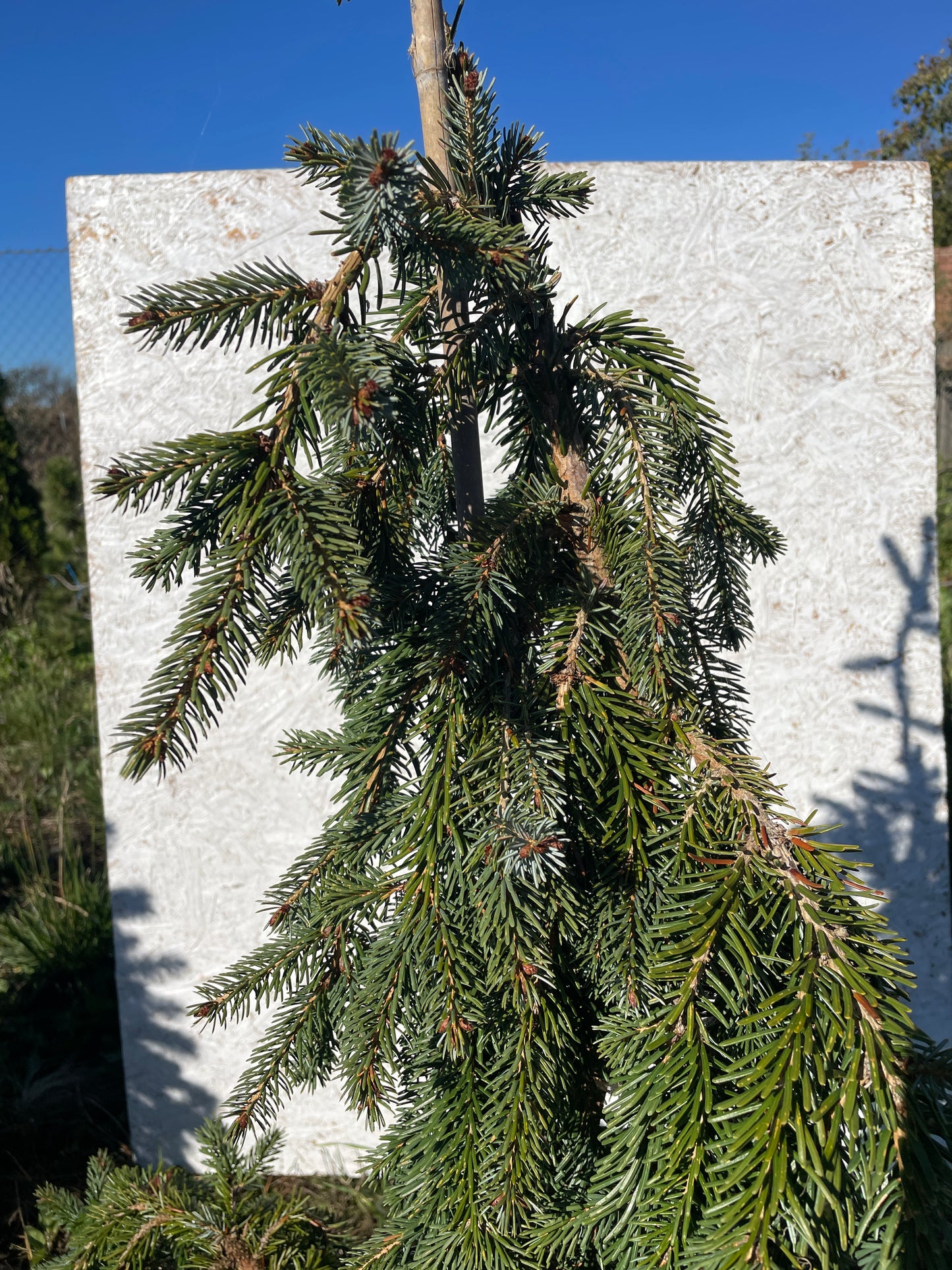 Picea omorika 'Pendula' - 90-100 cm