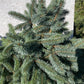 Brad argintiu - Picea pungens 'Super Blue' - 80-90 cm