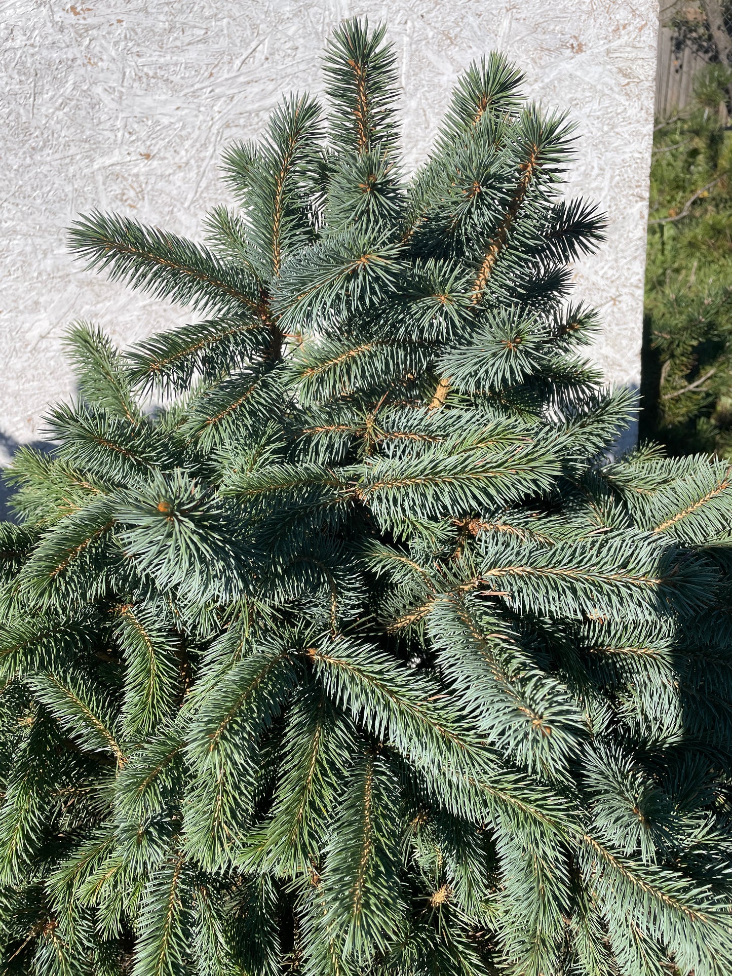 Brad argintiu - Picea pungens 'Super Blue' - 80-90 cm
