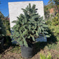 Brad argintiu - Picea pungens 'Super Blue' - 80-90 cm