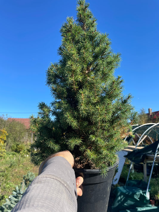 Picea glauca conica 'Speedy' - 40-45 cm