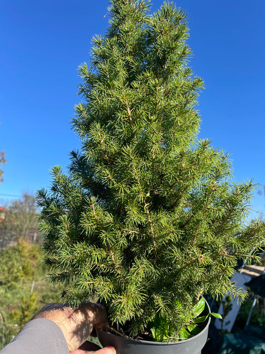 Picea glauca conica 'Perfecta' - 40-45 cm