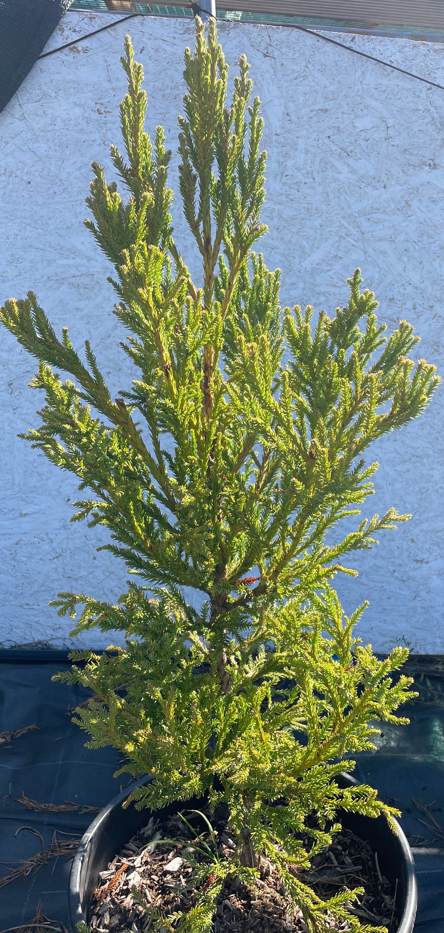 Cryptomeria japonica 'Jindai' 55-65 cm