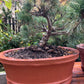 Bonsai Pinus parviflora 'Tanima no yuki'