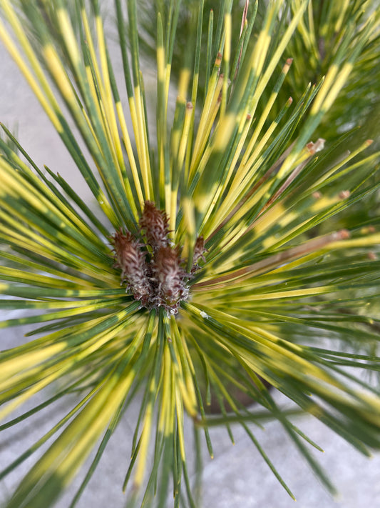 Pinus densiflora 'Oculus Draconis' - 90-95 cm (fara ghiveci)