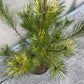 Pinus densiflora 'Oculus Draconis' - 90-95 cm (fara ghiveci)