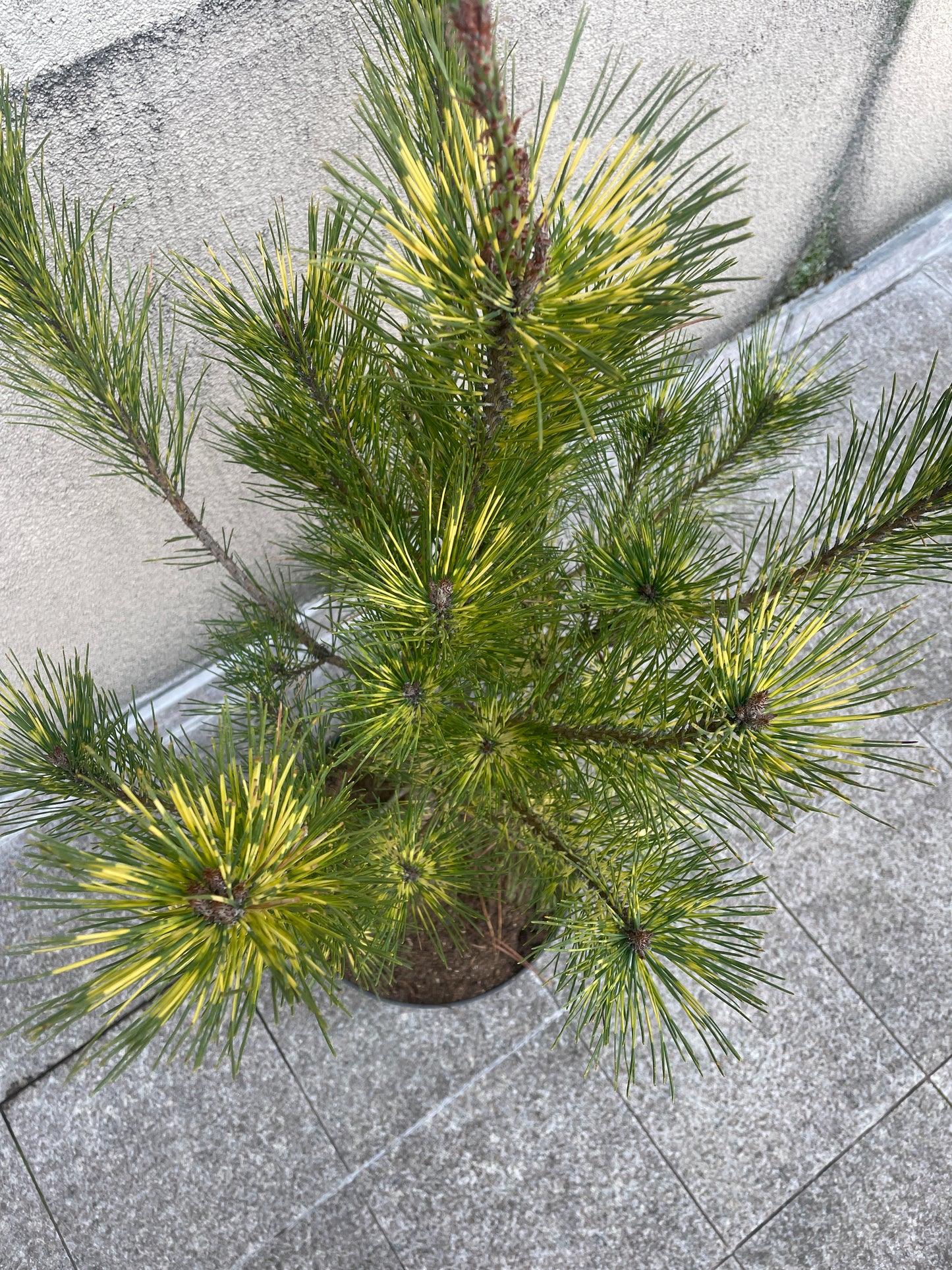 Pinus densiflora 'Oculus Draconis' - 90-95 cm (fara ghiveci)