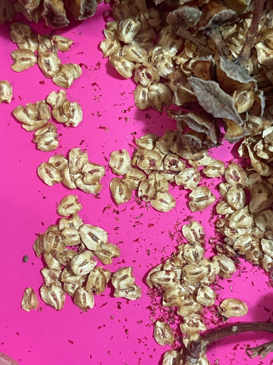 Seminte Metasequoia glyptostroboides - 50 seminte