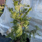 Calocedrus decurrens 'Maupin Glow' 50-70