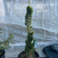 Chamaecyparis lawsoniana 'Wissel's Saguaro' 70-80 cm